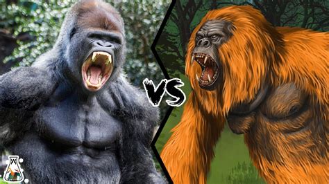 Gorilla Vs Gigantopithecus The Only Primate That Could Have Defeated