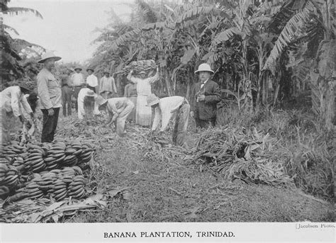 Banana Plantation Trinidad Nypl Digital Collections
