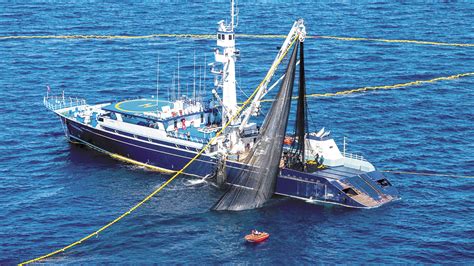 Inicia Temporada De Pesca De Atún En El Océano Pacífico Semanario El