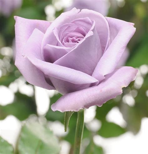 Worlds First Blue Rose Soon Available In Us Beautiful Roses