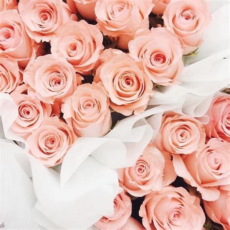 Peachy Pink Roses Peach Flowers Peach Colored Roses Beautiful Flowers