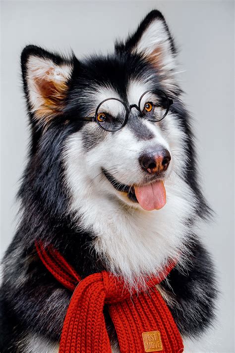 Последние твиты от 阿拉斯加极地雪橇犬 (@shensanshan2). Alaskan Malamute 阿拉斯加雪橇犬——铁汉柔情丨主流狗