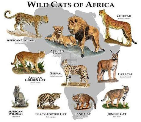 Wild Cats Of Africa African Cats Wild Cat Species Wild Cats