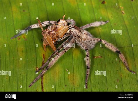 Brazilian Wandering Spider Phoneutria Boliviensis Sits On A Leaf