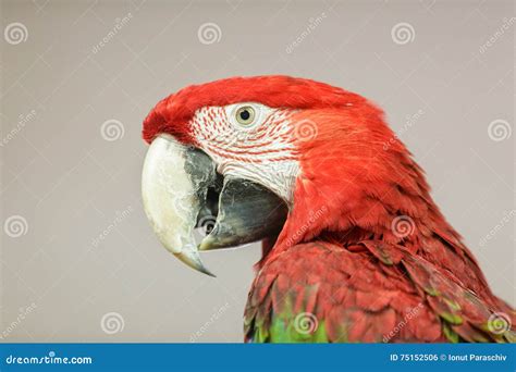 Red Parrot Head Royalty Free Stock Image 75152506