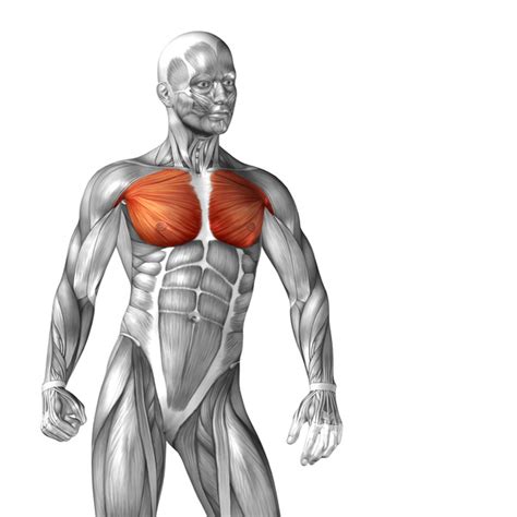 Learn about each muscle, their locations & functional anatomy. Pectoralis major muscle diagram - People stock photo free download