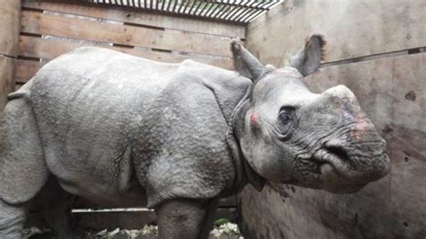Rhino Swept From Nepal To India By Flooding Rescued Bbc News