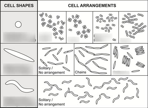 Cell Shapes And Arrangements Diagram Quizlet