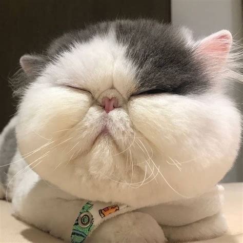Pin On Cute Fat Cat