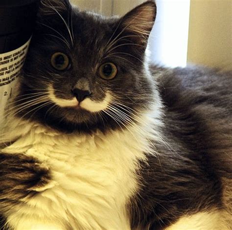 Mustache Cat Couldnt Find Home Until Someone Saw Something In Him
