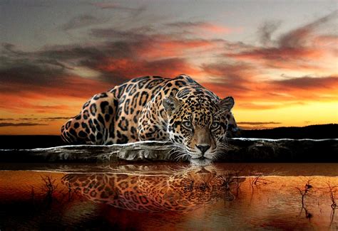 Large Wallpaper Photo Mural For Bedroom Living Room Decor Jaguar Cat Animal Ebay