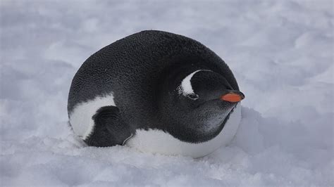 Gentoo Penguin Walking Life In Antarctica 4k Handycam Sony