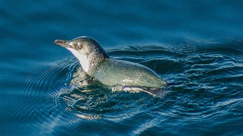 10 Facts About Little Blue Penguins Auckland Whale And Dolphin Safari
