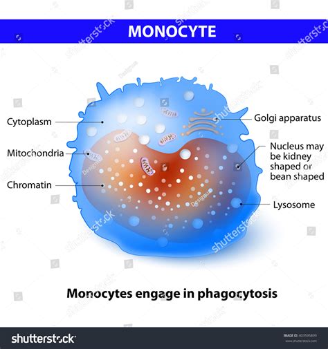 Monocyte Type White Blood Cell That Stock Illustration