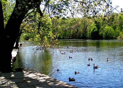 Stony Brook Today I Duck Pond And Wisteria Photos Japanese Long