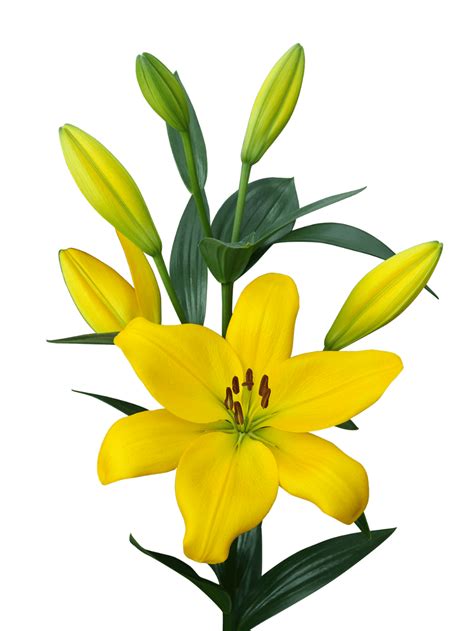 Lilium Png Images Beautiful Flowers Pictures Orchid Flower