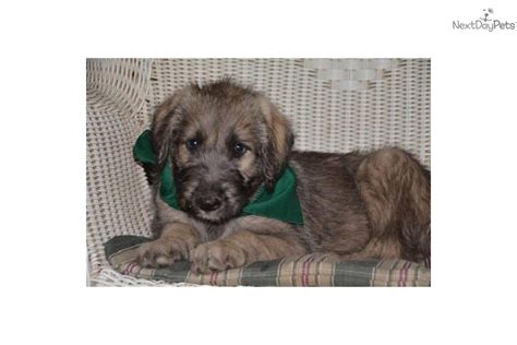 2,063 likes · 2 talking about this · 41 were here. Irish Wolfhound puppy for sale near Waco, Texas | cdc424c0-8401