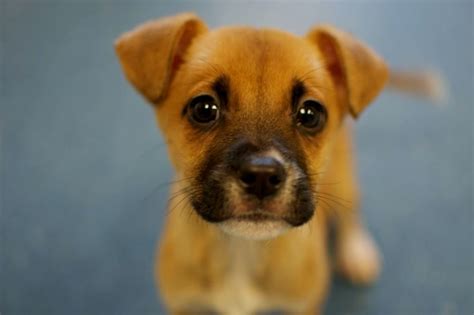 Boxer And Beagle Mix Aka Boggle Hund Rasse Info Eigenschaften Und
