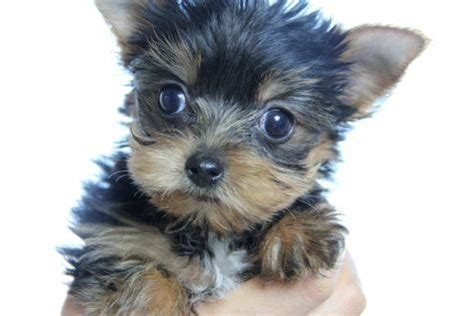 Husky shelters and rescues in clarksville, tn. Home raised yorkie puppies for Sale in Clarksville, Tennessee Classified | AmericanListed.com