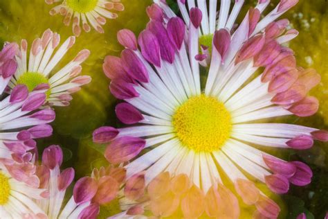 13 Flower Photography Tips For More Creative Photos Flowers