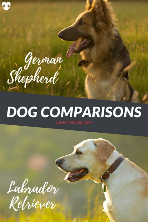 Labrador Retriever Vs German Shepherd Breed Comparison
