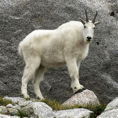 Filemountain Goat Enchantments Basin Wikimedia Commons