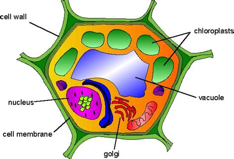 We did not find results for: Essential structures comprised in a plant cell ~ Comely ...
