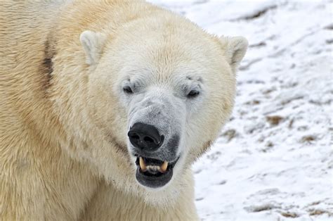 Polar Bear Toronto Zoo Toronto Ontario Ursus Maritimus