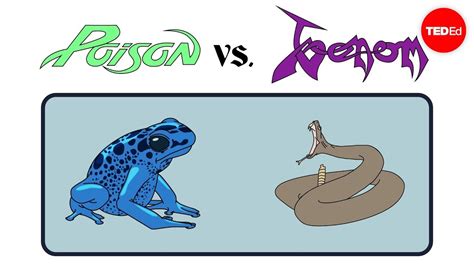 Poison Vs Venom Whats The Difference Rose Eveleth Youtube