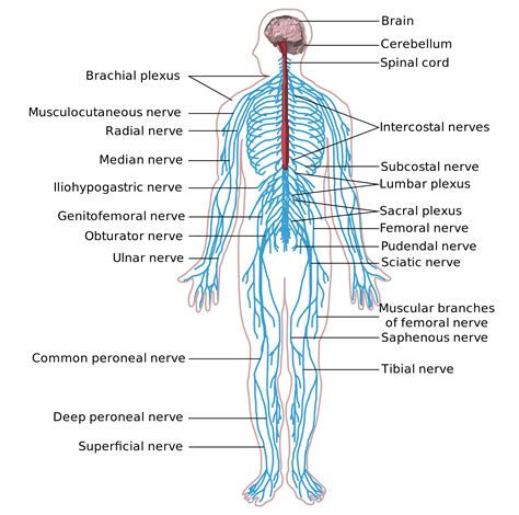 Nervous System Parts Sistema Nervioso Sistema Nervios