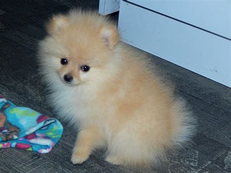 Our main focus is to educate pet owners, give accurate diagnoses, and provide the best care for your pet. Pomeranian Puppies For Sale | Los Angeles, CA #202895