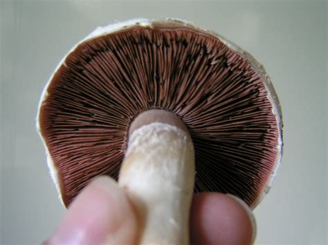 Liberty Cap Mushroom Gills Uk Magic Mushroom Thread 2011 Mushroom