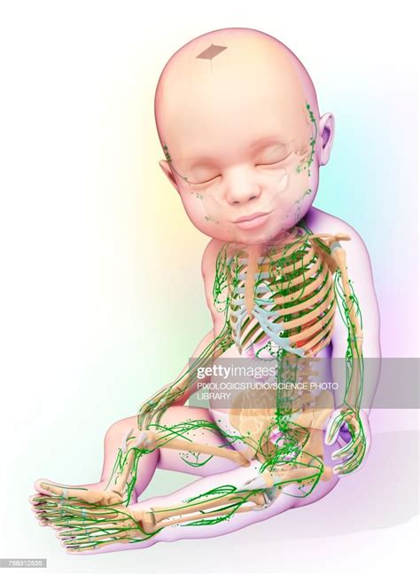 Babys Lymphatic System Illustration High Res Vector Graphic Getty Images