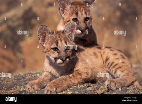 Two 4 Year Old Mountain Lion Kittens On Sunny Rocks In The Bridger