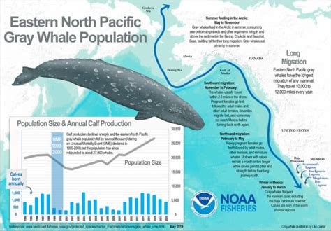 Gray Whale Migration Ultimate Guide Marinepatch