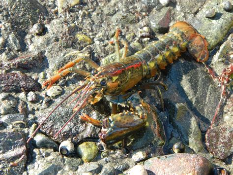 Invasive Asian Shore Crabs Compete With Juvenile Lobsters For Food And