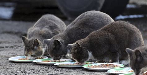 51 Hq Images Feral Cat Colony Help New Law Opens Up Funding For