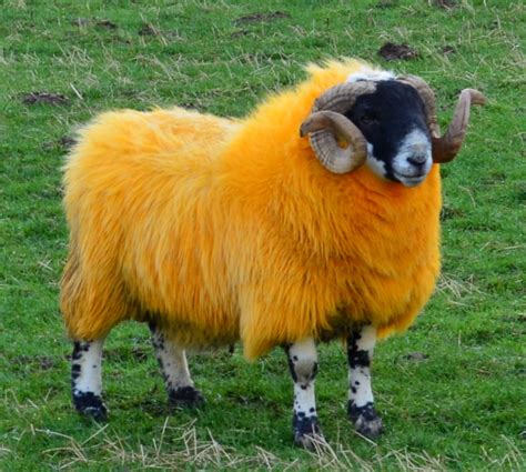 Tour Scotland Photograph Of Orange Sheep Which You May See On Visit To