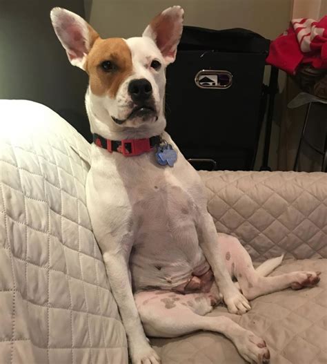 22 Dogs Who Sit As If Theyre Humans Because Theyre Just Trying To Fit