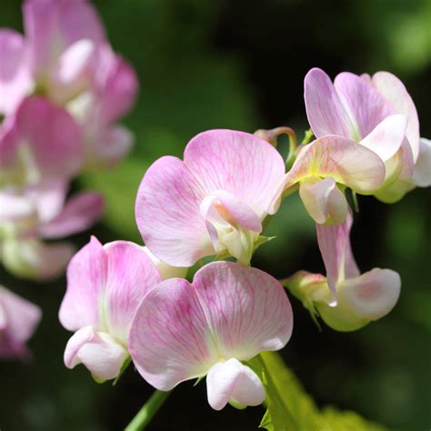 Grow Your Own Cupid Sweet Pea Plant Kit By Plants From