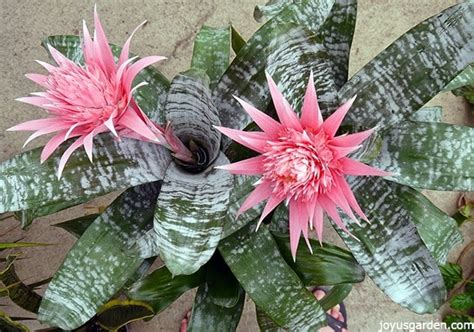 Aechmea Plant Care Tips The Bromeliad With The Pink Flower Thats Easy