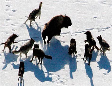 Lee Charles Kelley How Wolves Hunt Bison And Why Dogs Steal Food