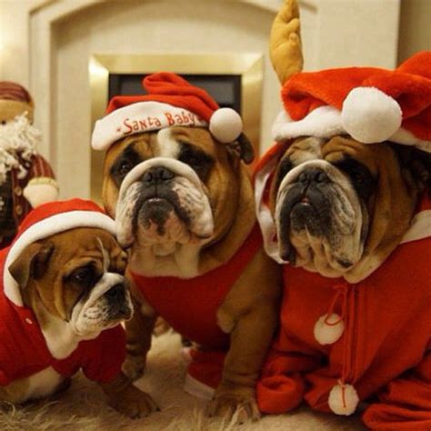 Dingdong66s Photo On Instagram Bulldog English Bulldog Christmas