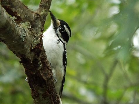 Hairy Woodpecker Birdforum