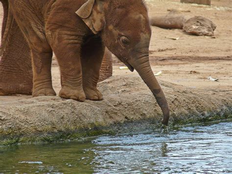 Papel De Parede Hd Para Desktop Animais Savana Elefantes Elefante