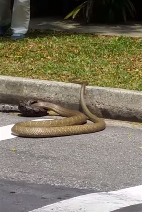 Watch Python Fights King Cobra On Singapore Street King Cobra Cobra