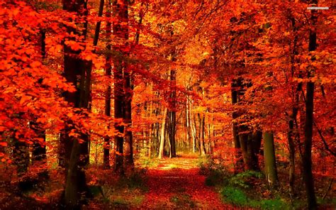 Orange And Red Autumn In The Forest Wallpaper Autumn Scenery Autumn