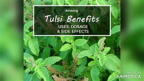 Tulsi Plant Holy Basil Plant Youtube