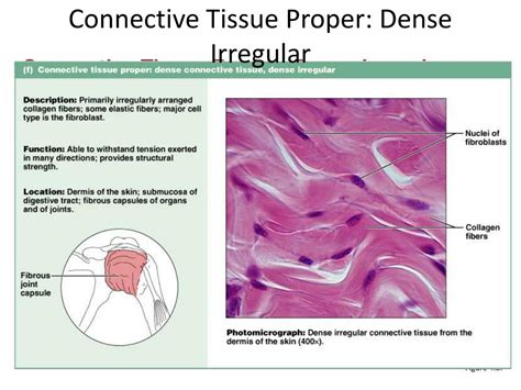 Ppt Connective Tissues Powerpoint Presentation Free