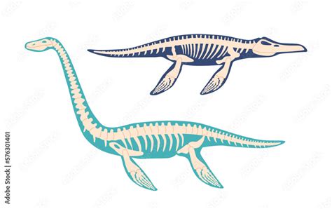 Elasmosaurus And Mosasaurus Dinosaur Skeleton Bones Fossils Isolated